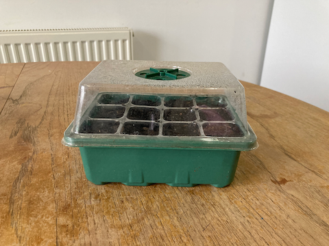 A windowsill propagator containing paulownia seeds.